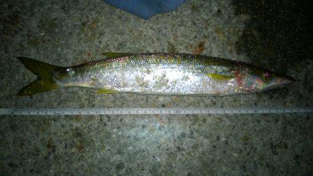 アジュール舞子～西舞子　ワインドのタチウオ…