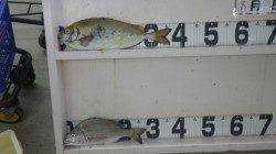 見草堤防にてお子様がアイゴ・チヌ！ウキ釣りにて