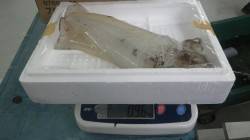 白浜町・富田地磯　エギングでアオリ0.96…