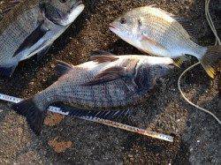 跡之浦港のフカセで良型チヌ・キビレ！