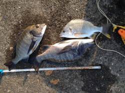 跡之浦港のフカセで良型チヌ・キビレ！