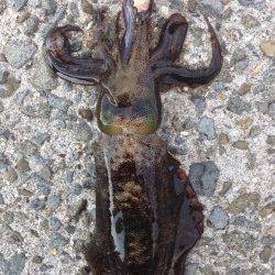 海南エギング釣行　2.5号でコロッケ・トンカツサイズをGET