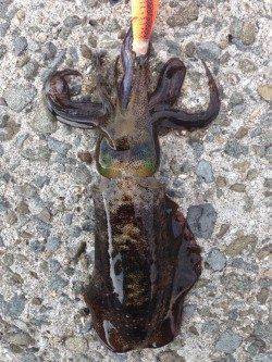 海南エギング釣行　2.5号でコロッケ・トンカツサイズをGET