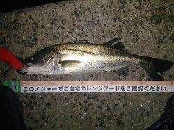 武庫川河口　鉄板系バイブで底を狙いバイト4本中シーバス2本ゲット