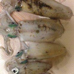 海南エギング釣行　2.5号でコロッケ・トンカツサイズをGET