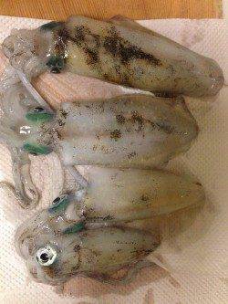 海南エギング釣行　2.5号でコロッケ・トンカツサイズをGET