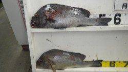 白浜町椿　夜のフカセ釣果〜コショウダイ56.5cm・コロダイ53cm・オジサン