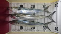 田辺芳養堤防でサゴシ、ジグでの釣果です