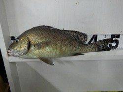 堺漁港　フカセの夜釣りでコロダイ49cm