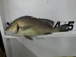 堺漁港　フカセの夜釣りでコロダイ49cm