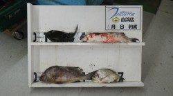 日置　夜釣りのフカセでコラオダイ・グレなど