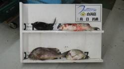 日置　夜釣りのフカセでコラオダイ・グレなど…