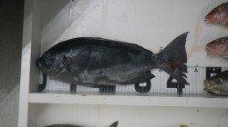 和深地磯　グレ　イサギ　カワハギ等の釣果