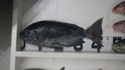 和深地磯　グレ　イサギ　カワハギ等の釣果