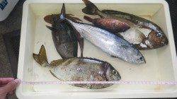 みなべ堺堤防　カゴ釣りでアイゴ＆グレ