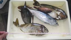 みなべ堺堤防　カゴ釣りでアイゴ＆グレ