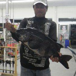 椿　イシダイの58cm出ました