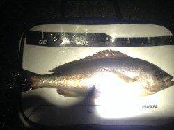 南塩屋フカセでイサキとコロダイ狙い〜40cmの良型イサギ♫