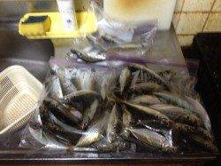 ボトムを探ると入れ食い状態　大阪南港アジングで73匹