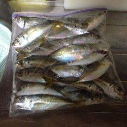 舞洲　2日連続のアジング釣行　群れは小さめか