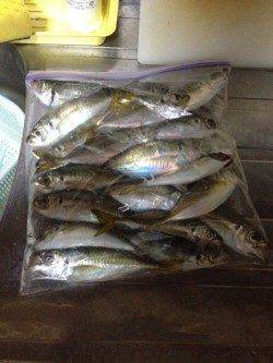 舞洲　2日連続のアジング釣行　群れは小さめか