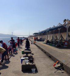 平磯海づり公園　サビキで小イサギ・アジの釣果
