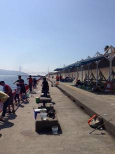 平磯海づり公園　サビキで小イサギ・アジの釣果