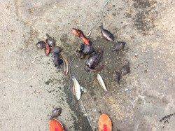 須磨でエギング&落とし込み　魚種多様に釣れました