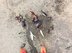 須磨でエギング&落とし込み　魚種多…