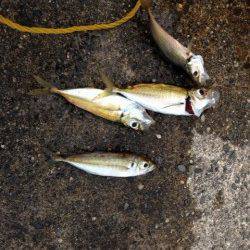 イカ&アジを狙いに小浜へ　サビキでアジが多数釣れました