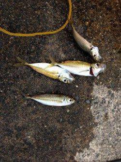 イカ&アジを狙いに小浜へ　サビキでアジが多数釣れました