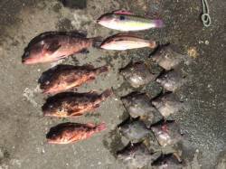 須磨　胴突き仕掛けでアコウ＆ガシラ＆カワハ…