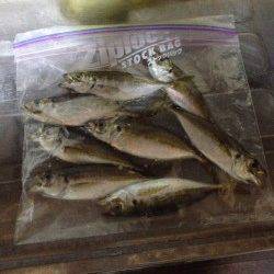 サバにカマスも　舞洲アジング