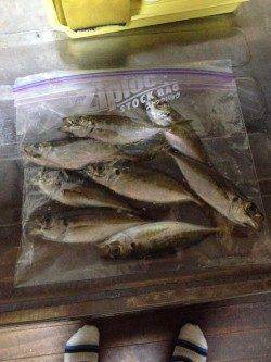 サバにカマスも　舞洲アジング