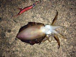 宇久　ランガンエギングで待望のアオリゲット