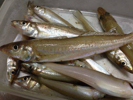 明神にて投げ釣り　21cmまでのキスを二人…