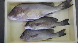 田辺元島堤防でカゴ・ボイルでの釣果　コロダ…