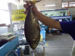 田辺、元島堤防で吸い込み釣り　アイゴ釣果