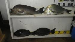 白浜地磯　夜のフカセ釣りで良型コロダイ・ヘ…