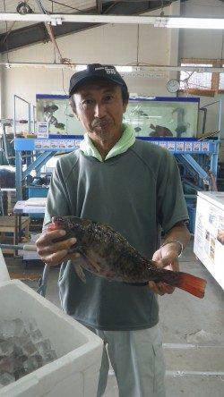 みなべ堺の沖磯　大島にてウキ釣り・ホンダワラでイガミ