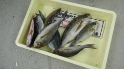 串本和深の地磯にて夜釣りでイサギ・グレなど…