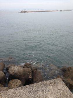 西鳥取漁港アオリイカ狙いでエギング…かかっていたのはタコでした