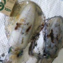 天神崎　エギングで1kgと600g、いいサイズのアオリイカ(^.^)