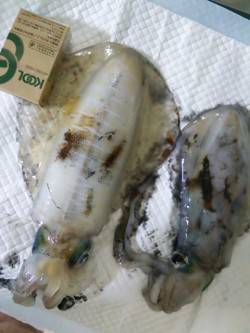 天神崎　エギングで1kgと600g、いいサ…