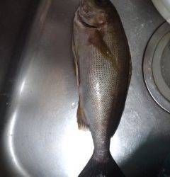 白浜周辺の地磯・ジョウモン　フカセ釣りでイサギ