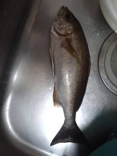 白浜周辺の地磯・ジョウモン　フカセ釣りでイ…