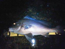 すさみ町防波堤にてコロダイ連チャン♪