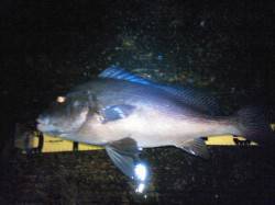 すさみ町防波堤にてコロダイ連チャン♪