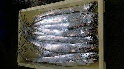 タチウオ好調です！日高港にてワインド・ルアー釣行