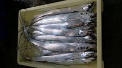 タチウオ好調です！日高港にてワインド・ルア…